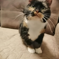 Отдам в добрые руки:  кошечка