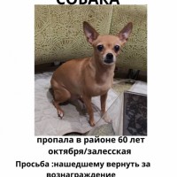 Помогите найти собачку