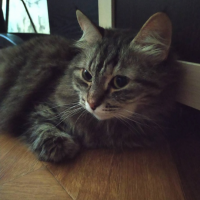 Потеряно:  кошка кошка