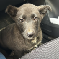 Найдено:  щенок девочка