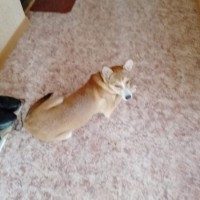 Пропала собака