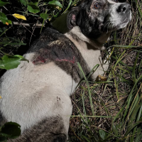 Найдено:  собака собаку