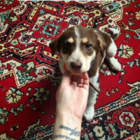 Найдено:  собака щенка