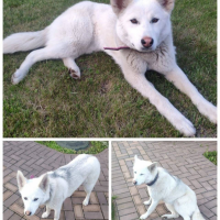 Отдам в добрые руки:  собачка