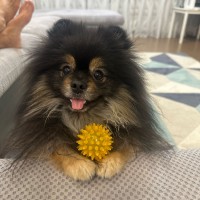 Пропал шпиц