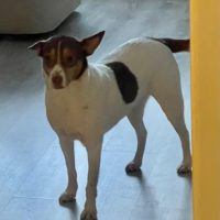 Потеряно:  коричневыми пятнами