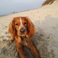 Потерялся русский спаниель