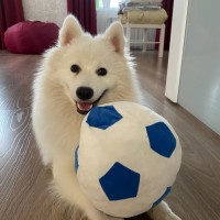 Пропала Собака