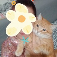 31.03.24 в районе Лысая гора 27/22 потерялся рыжий, кастрированный кот