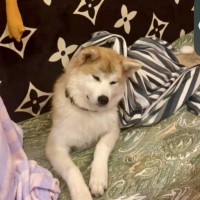 Акита пропала