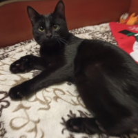 Отдам в добрые руки:  котика котик