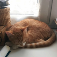 Отдам в добрые руки:  котенка котика