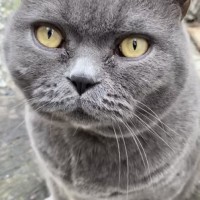 Пропал крупный кот Британец