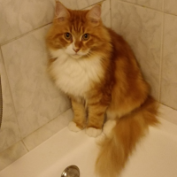 Потеряно:  рыжий полумейкун клич тихон белый биколорка