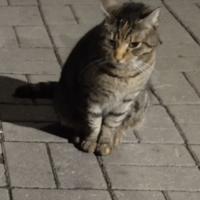 Отдам в добрые руки:  кот