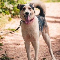 Собака в хорошие руки