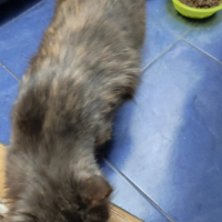 Потеряно:  кошка кошка