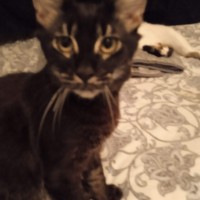 ‼️Помогите найти кота‼️