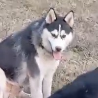 Потерялся метис хаски
