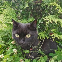 Пропала кошка по имени Багира