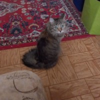 Пропала кошка Муся
