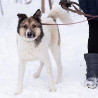 Собака в хорошие руки