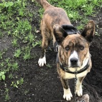 Пропал кобель