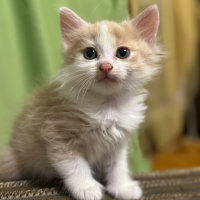 Найдено:  мальчика