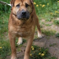 Собака в хорошие руки