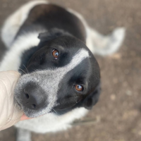 Отдам в добрые руки:  стерилизованная