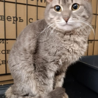 Отдам в добрые руки:  кот