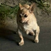 Пропал маленький песик
