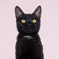 Отдам в добрые руки:  котик котик