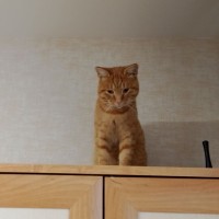 Найден не кострированный рыжий кот