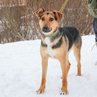 Собака в добрые руки