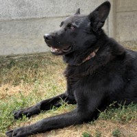 Пропала собака, чёрная немецкая овчарка