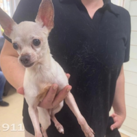 Найдено:  собака собака собака