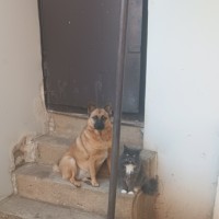 Пропала собака