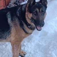 Пропала овчарка