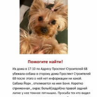 Потеряно:  собака