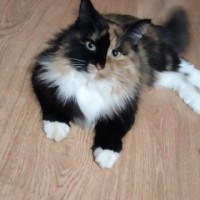 Пропала кошка