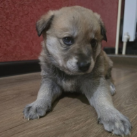 Отдам в добрые руки:  щенков щенки