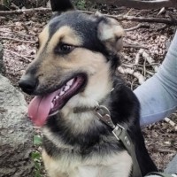 молодая собака в хорошие руки