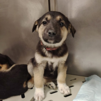 Отдам в добрые руки:  щенки