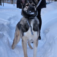 Лайка во двор