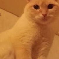 Пропала кошка тайской породы