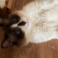 Потеряно:  кошка