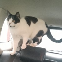 Пропала кошка