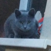 Пропала кошка