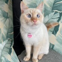 Потеряно:  кот